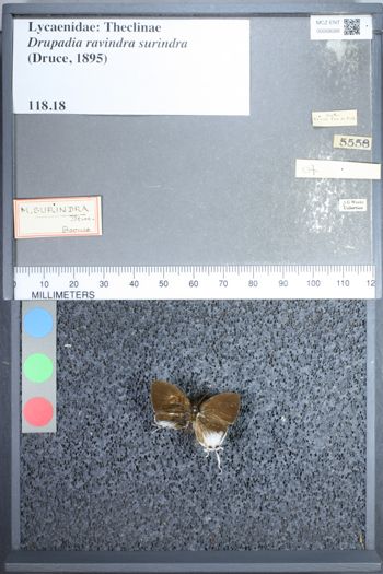 Media type: image;   Entomology 68088